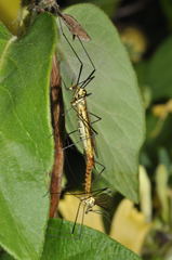 Nephrotoma flavescens