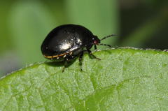 Coptosoma scutellatum