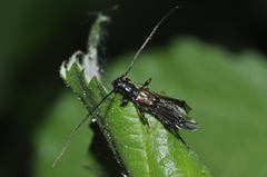 Molorchus umbellatarum