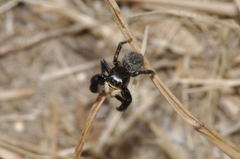 Euophrys herbigrada