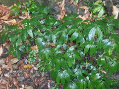 Elatostema reticulatum