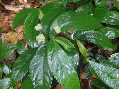 Elatostema reticulatum