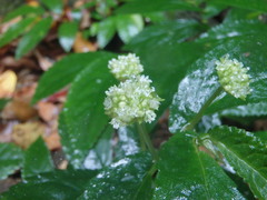 Elatostema reticulatum