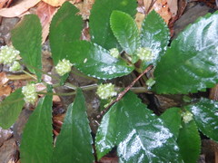 Elatostema reticulatum