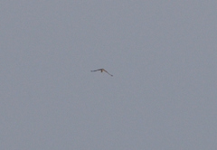 Accipiter nisus
