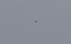 Accipiter nisus