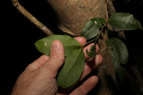 Image of Loeseneriella barbata by (c) Greg Tasney, some rights reserved (CC BY-SA)