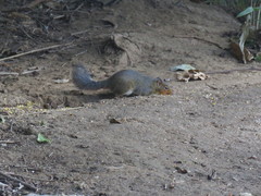Asian Red-Cheeked Squirrel photo 5