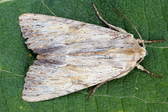 Apamea lithoxylaea