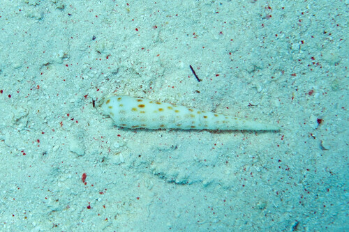 Terebra consobrina