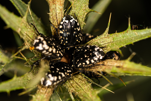 Middle Eastern Flower Scarab