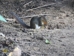 Asian Red-Cheeked Squirrel photo 4