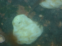 Phallusia mammillata