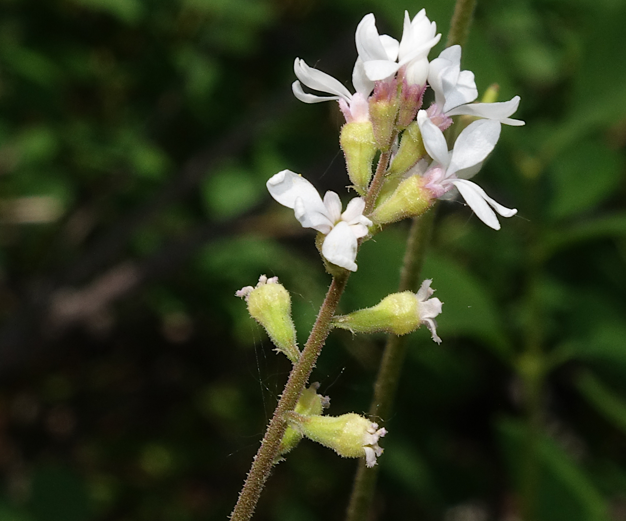 Conimitella williamsii