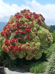 Metrosideros kermadecensis