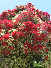 Metrosideros kermadecensis