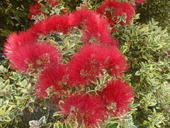 Metrosideros kermadecensis