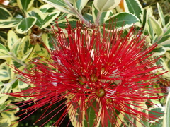 Metrosideros kermadecensis