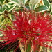 Kermadecs Pōhutukawa - Photo (c) Murray NZ, some rights reserved (CC BY), uploaded by Murray NZ