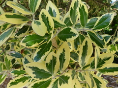 Metrosideros kermadecensis