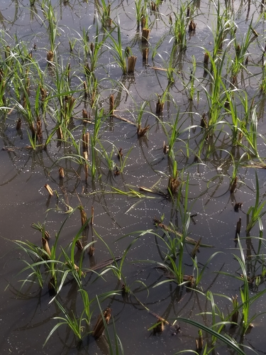 Cyperus alopecuroides iNat (1)