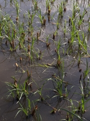 Cyperus alopecuroides