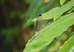 Psolodesmus mandarinus dorothea