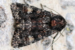 Apamea rubrirena