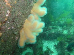Alcyonium digitatum