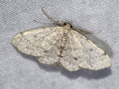 Idaea pilosata