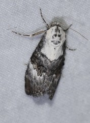 Acatapaustus leucospila