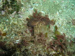 Calliactis parasitica