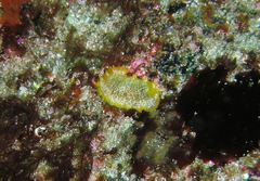 Doriopsilla areolata