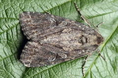 Apterogenum ypsillon