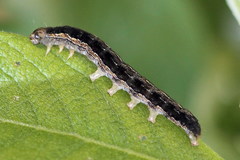 Apterogenum ypsillon