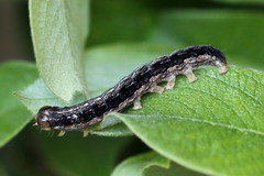 Apterogenum ypsillon