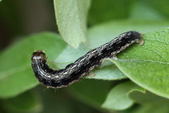 Apterogenum ypsillon