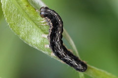 Apterogenum ypsillon