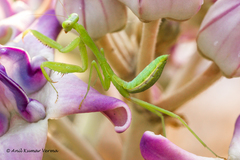 Hierodula tenuidentata