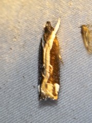 Chaliniastis astrapaea