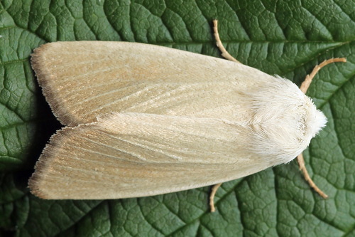 Fen Wainscot, photo 7 of 7