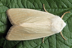 Arenostola phragmitidis