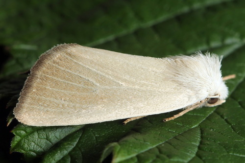 Fen Wainscot, photo 6 of 7