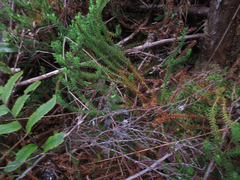 Lateristachys lateralis