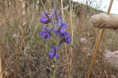 Delphinium halteratum
