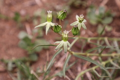 Asclepias eminens