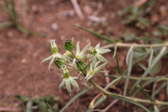 Asclepias eminens