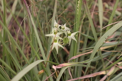 Asclepias eminens