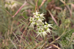 Asclepias eminens