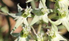 Asclepias eminens